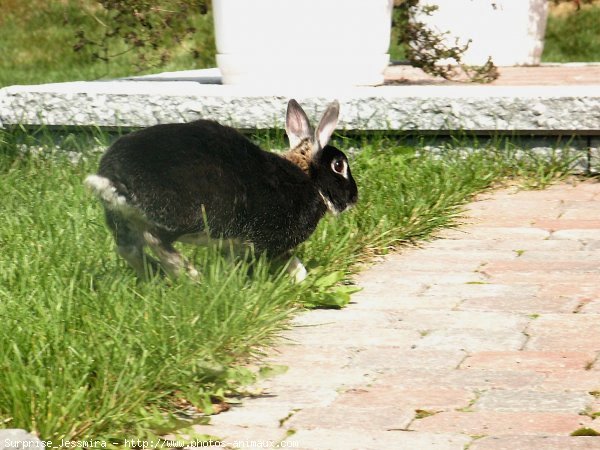 Photo de Lapin