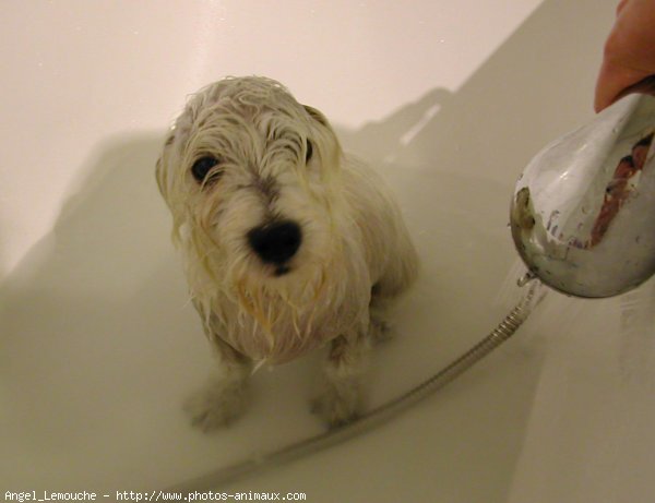 Photo de West highland white terrier