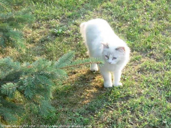 Photo de Ragdoll