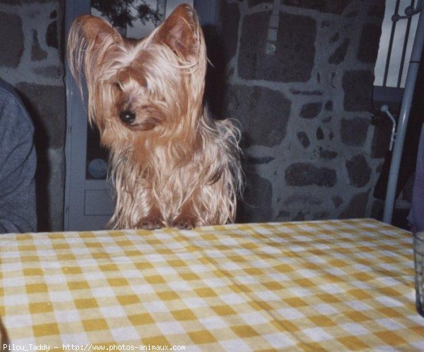 Photo de Yorkshire terrier