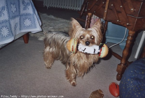 Photo de Yorkshire terrier