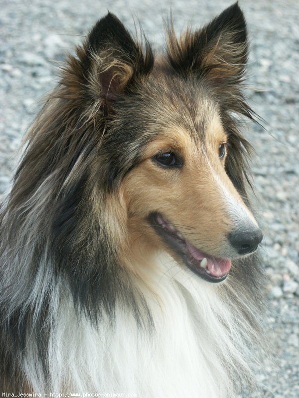 Photo de Chien de berger des shetland