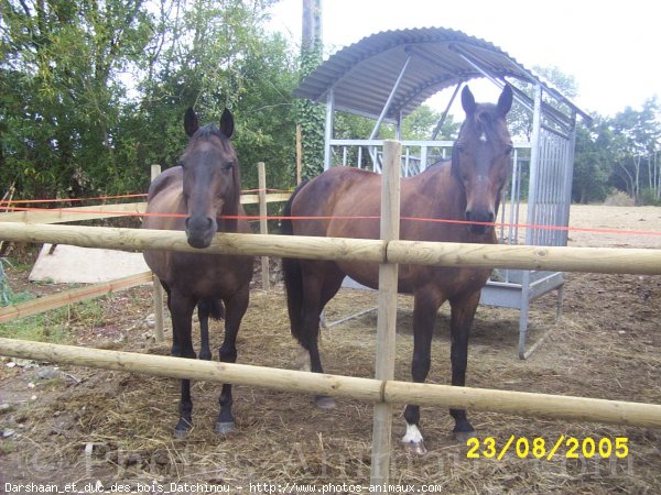 Photo de Races diffrentes