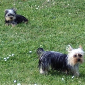 Photo de Yorkshire terrier