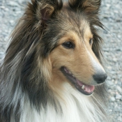 Photo de Chien de berger des shetland