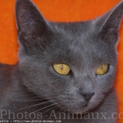 Photo de Chartreux