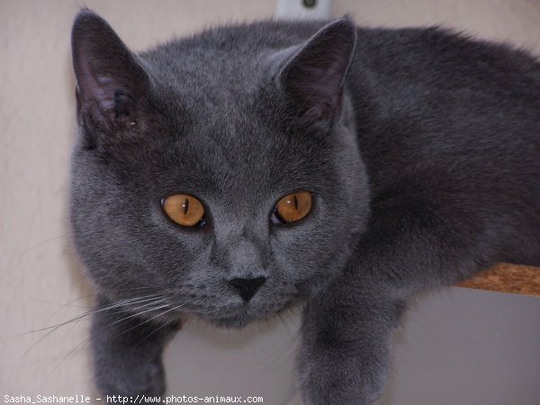 Photo de Chartreux