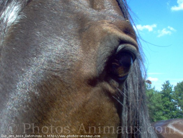 Photo de Trotteur franais