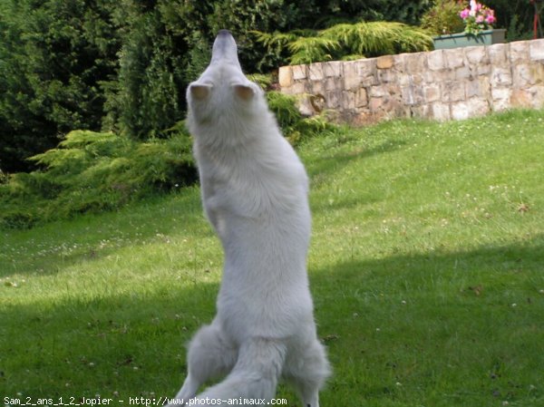 Photo de Berger blanc suisse