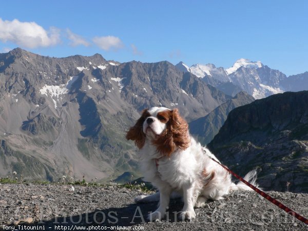 Photo de Cavalier king charles spaniel