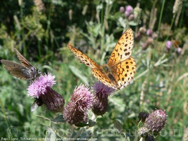 Photo de Papillon