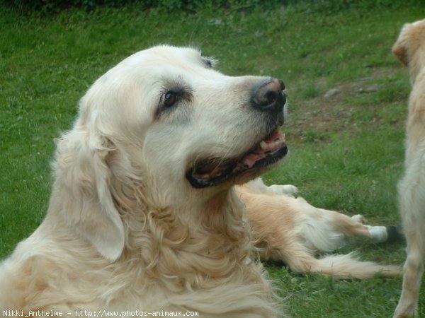 Photo de Golden retriever