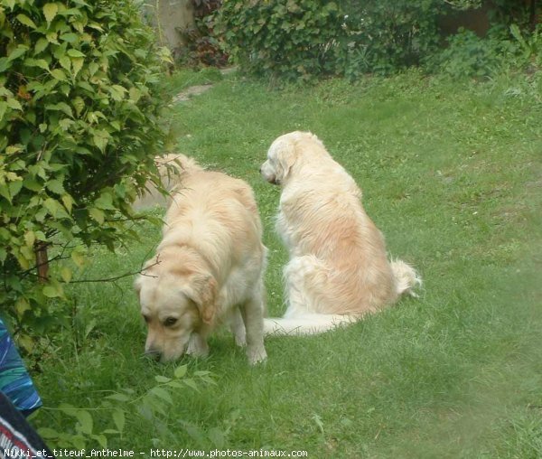 Photo de Golden retriever