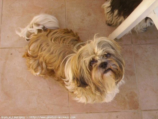 Photo de Shih tzu