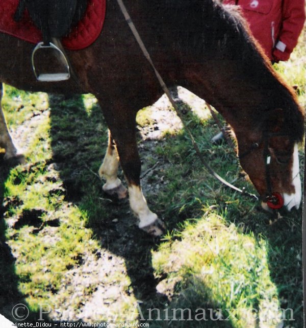 Photo de Poney franais de selle