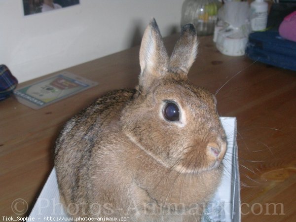 Photo de Lapin