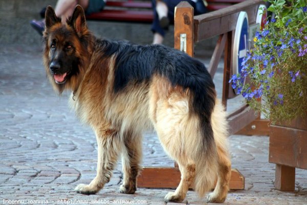 Photo de Berger allemand  poil court