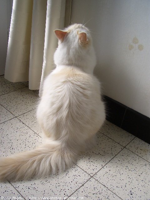 Photo de Ragdoll