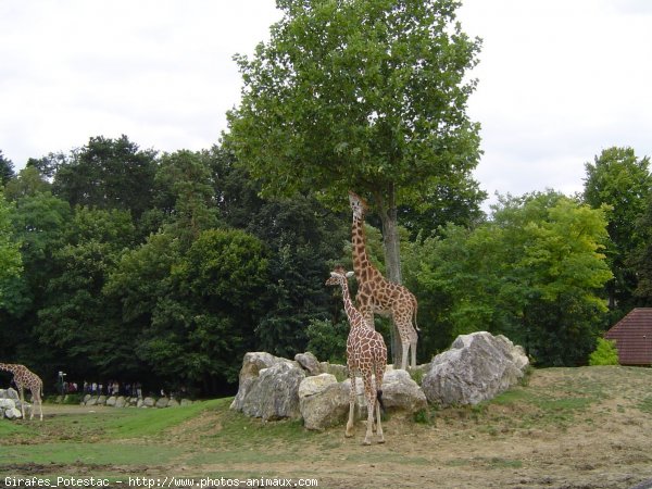 Photo de Girafe