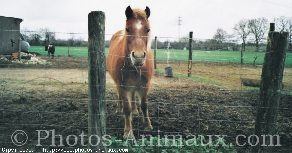 Photo de Shetland