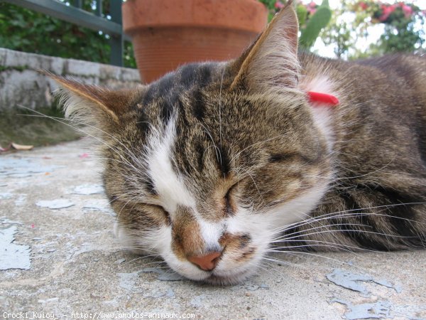 Photo de Chat domestique