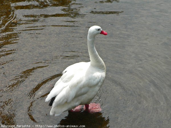 Photo de Cygne