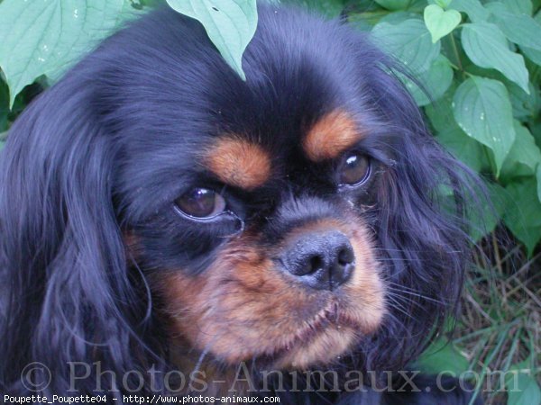 Photo de Cavalier king charles spaniel