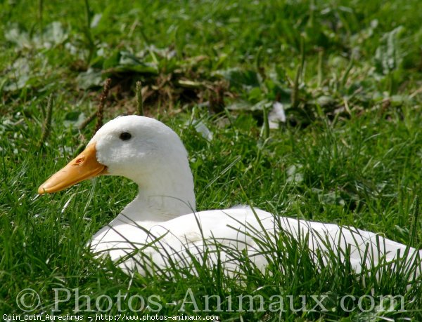 Photo de Canard