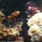 Photo de Poissons exotiques