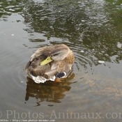 Photo de Canard