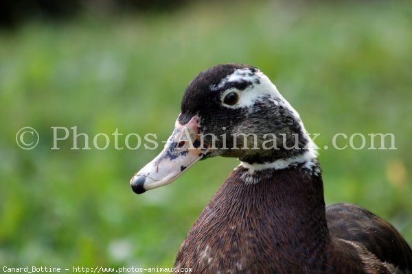 Photo de Canard