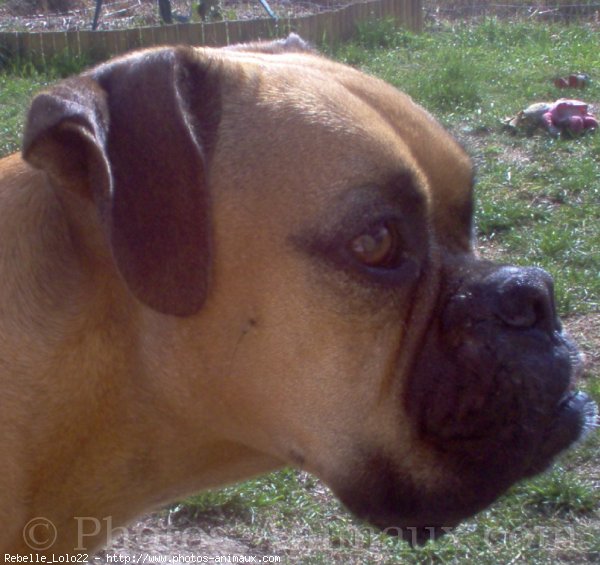 Photo de Boxer