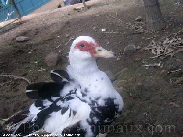 Photo de Canard