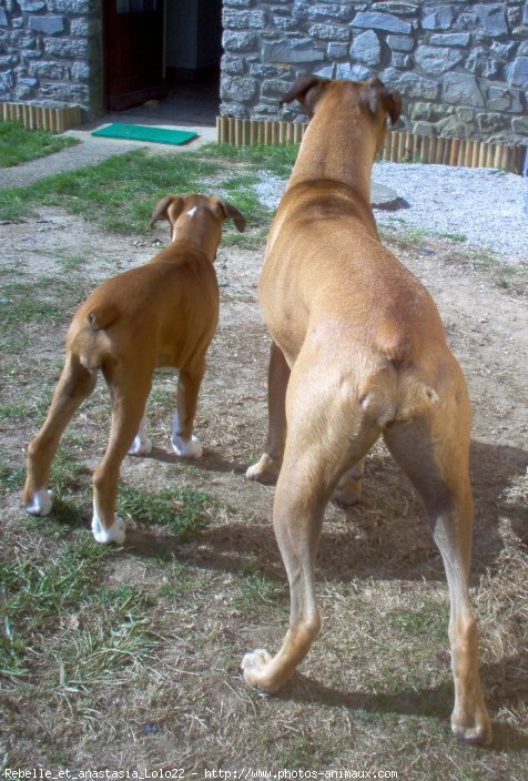 Photo de Boxer