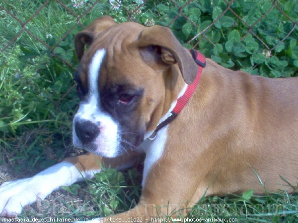 Photo de Boxer