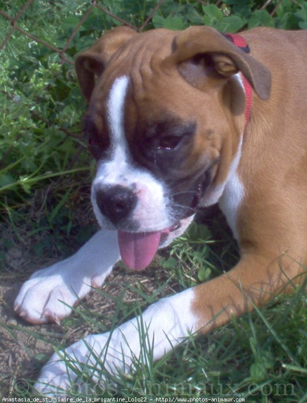 Photo de Boxer