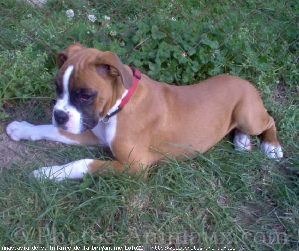 Photo de Boxer