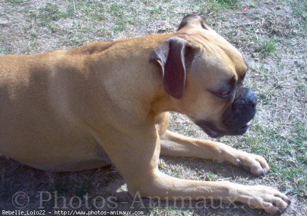 Photo de Boxer