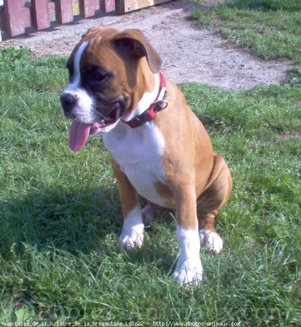 Photo de Boxer