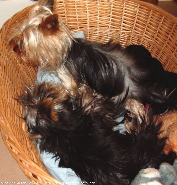 Photo de Yorkshire terrier