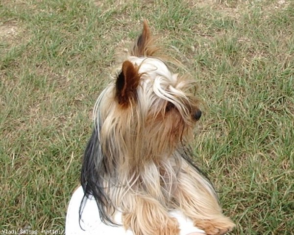 Photo de Yorkshire terrier