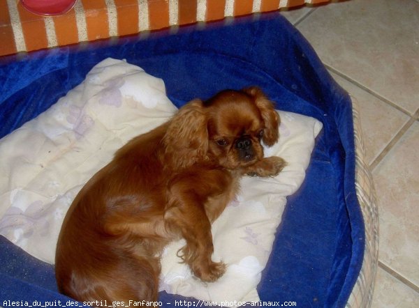 Photo de King charles spaniel