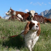 Photo de Cavalier king charles spaniel