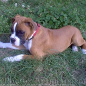 Photo de Boxer