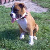 Photo de Boxer