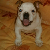 Photo de Bulldog