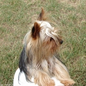 Photo de Yorkshire terrier