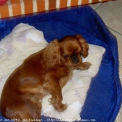 Photo de King charles spaniel