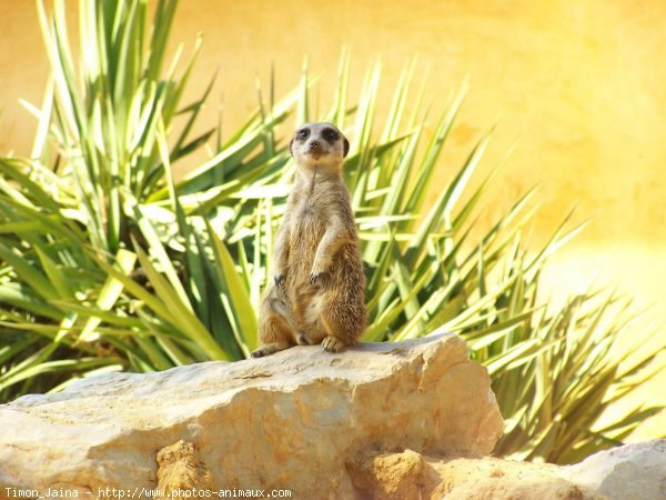 Photo de Suricate