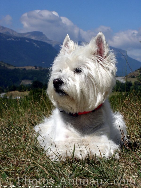 Photo de West highland white terrier